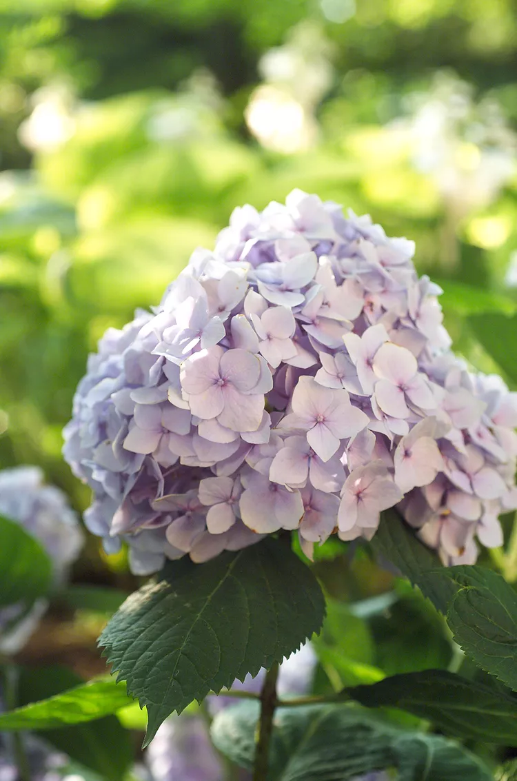 Fertilize Hydrangeas Like a Pro with These 6 Tips