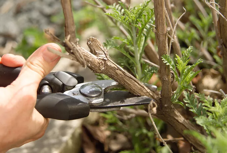 7 of the Worst Mistakes to Avoid When Pruning Plants