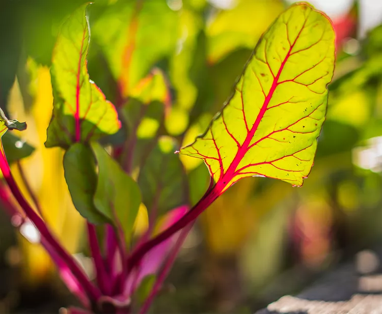 How to Plant and Grow Swiss Chard