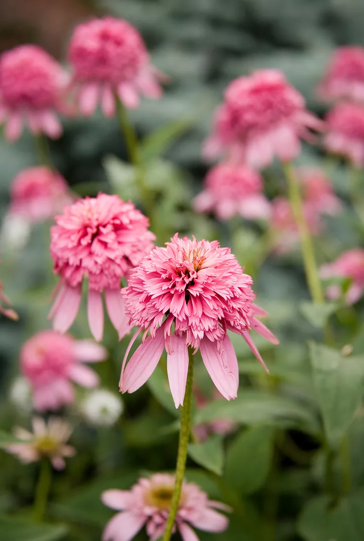 24 Pink Flowers to Add Dainty or Bold Beauty to Your Garden