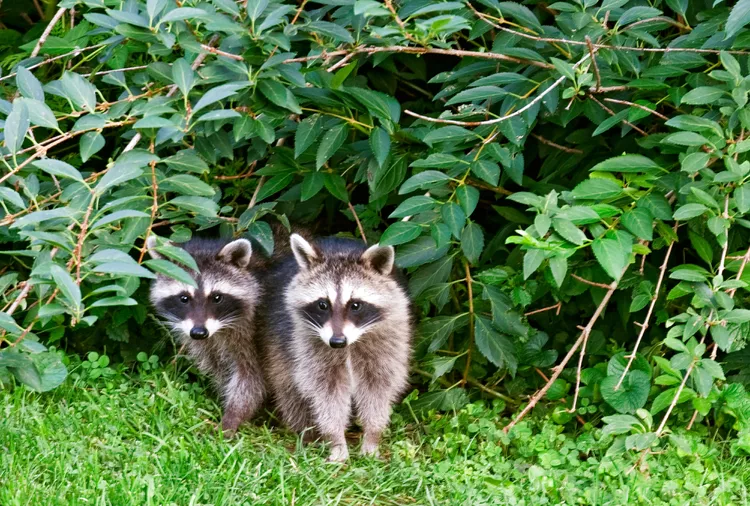 How to Get Rid of Raccoons in Your Yard