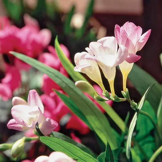 How to Plant and Grow Freesia