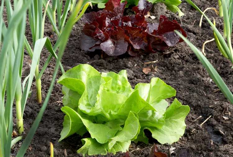 10 Best Lettuce Companion Plants to Grow Together