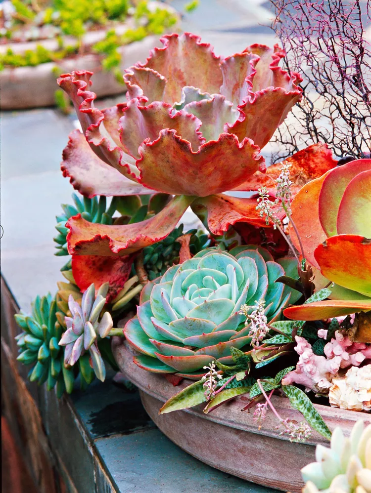 25 Outdoor Succulent Container Ideas that Resist Heat and Drought