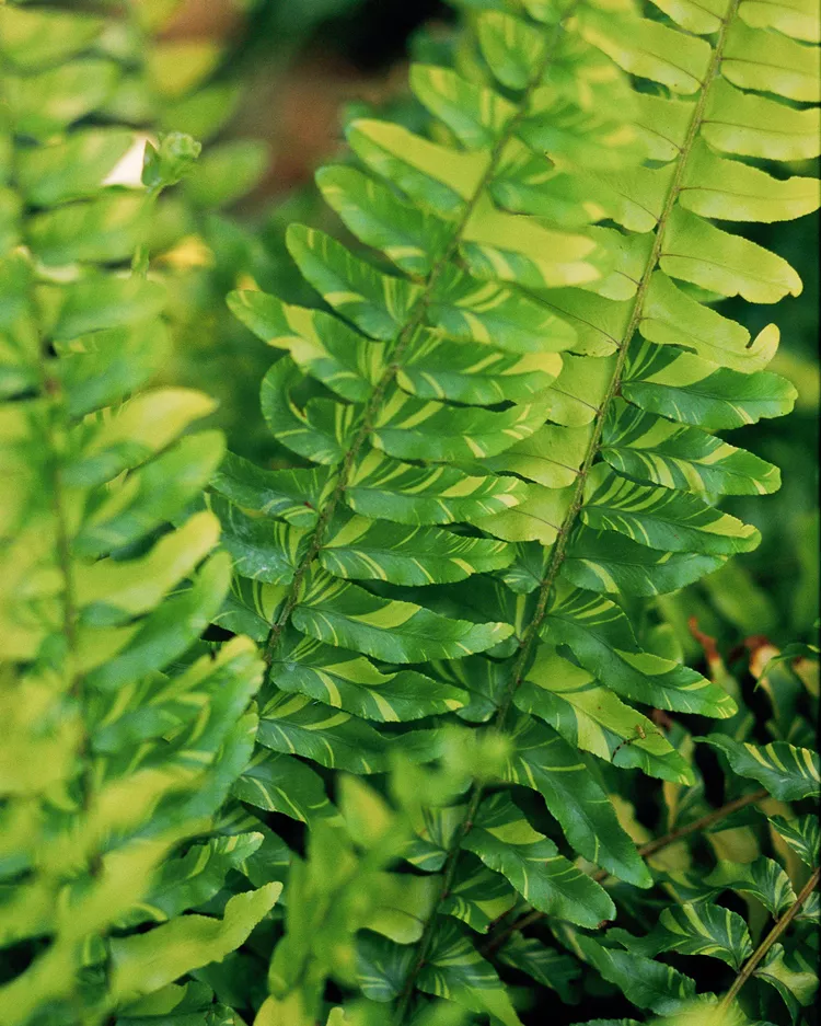 How to Plant and Grow a Christmas Fern 