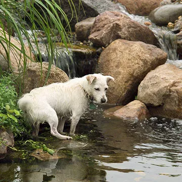 20 Tips for Gardening With Dogs