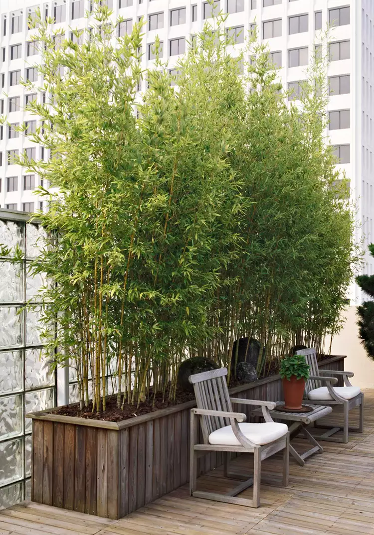 How to Plant and Grow Golden Bamboo