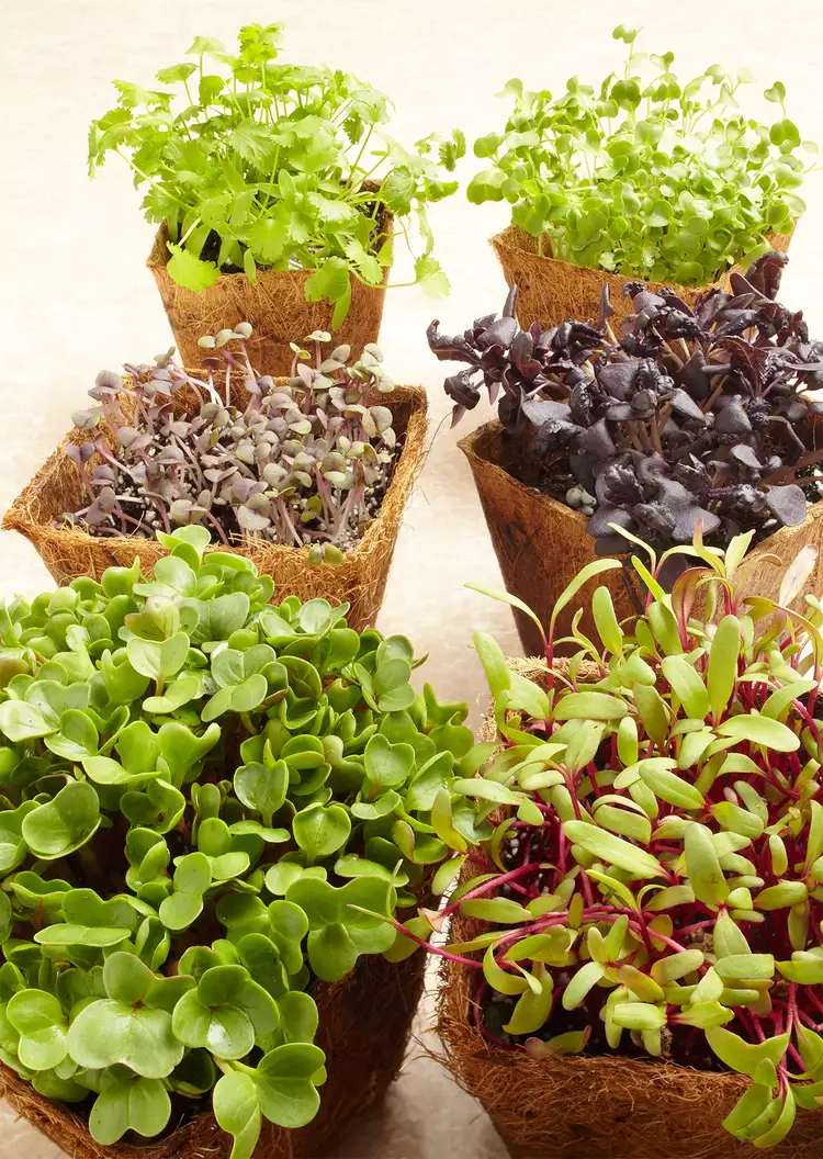 What Are Microgreens? Learn How to Grow These Superfoods 