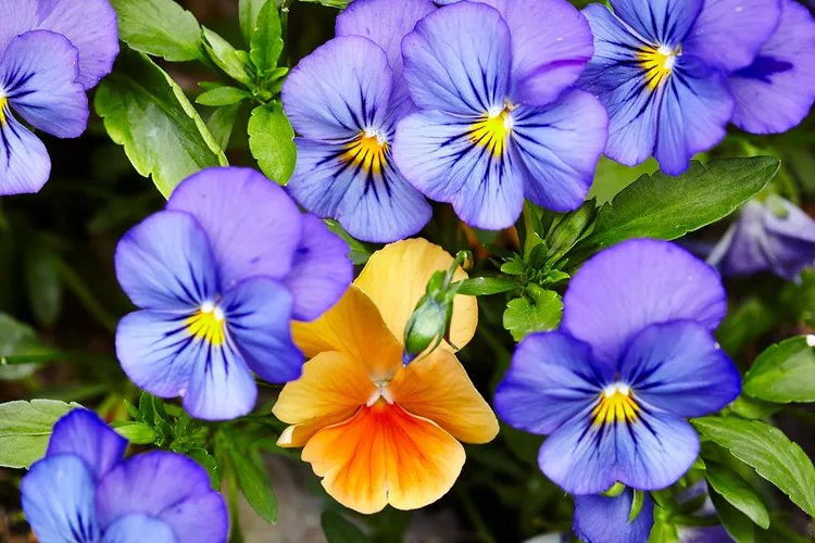 Are Pansies Perennials That Will Come Back After Winter?