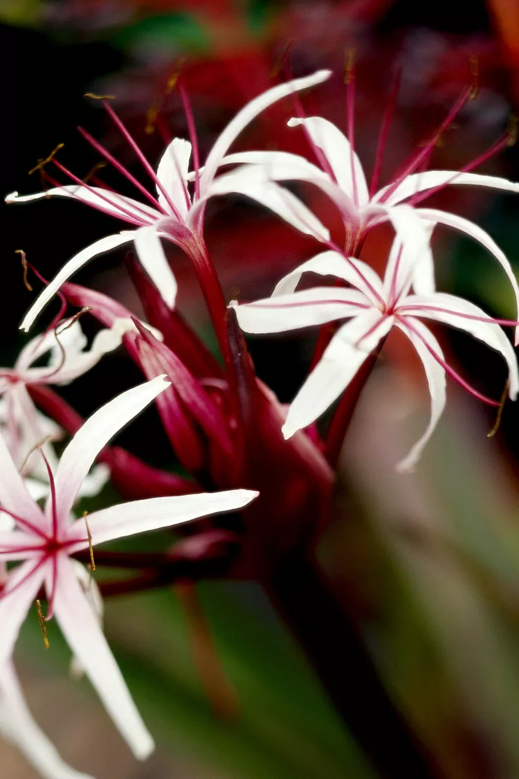 How to Plant and Grow Crinum Lily