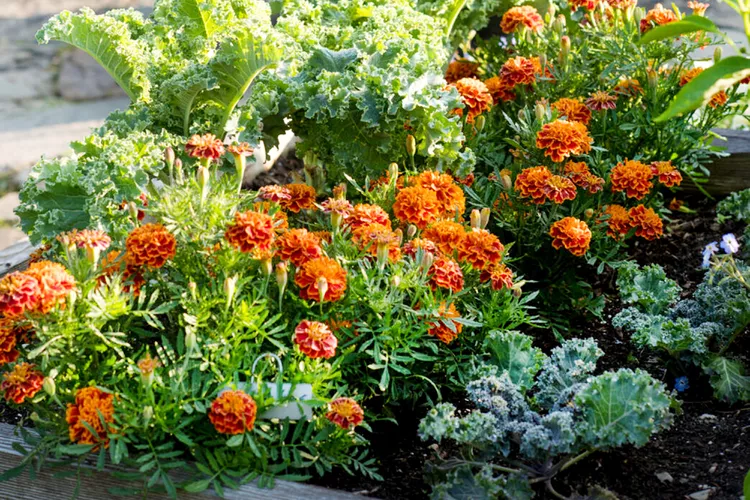 10 Marigold Companion Plants for a Pest-Free Garden