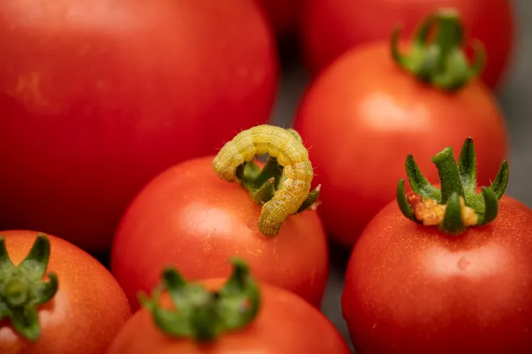 7 Tomato Plant Pests and How to Get Rid of Them