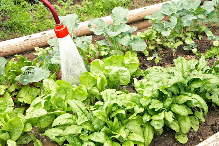 10 Best Spinach Companion Plants for Natural Pest Control