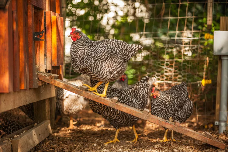 12 Chicken Coop Ideas for Your Backyard Hens