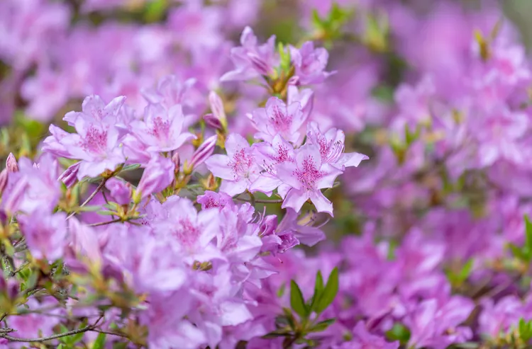 How to Plant and Grow Rhododendrons