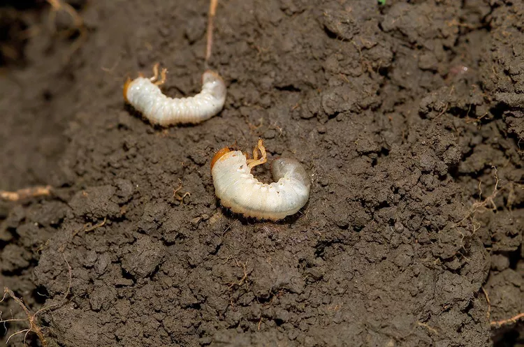 How to Stop Grubs in Your Lawn