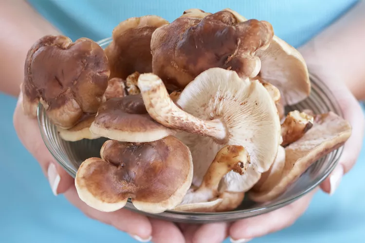 How to Grow Shiitake Mushrooms at Home