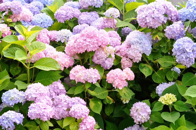 Do Deer Eat Hydrangeas? Yes, But These 7 Expert Tips Will Protect Your Plants