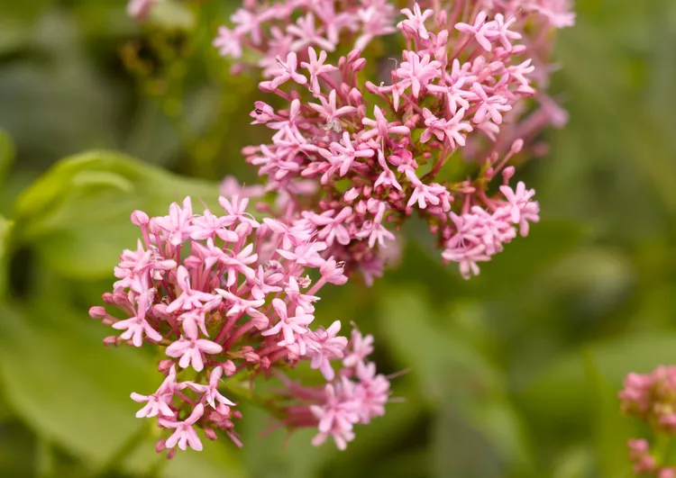 How to Plant and Grow Valerian