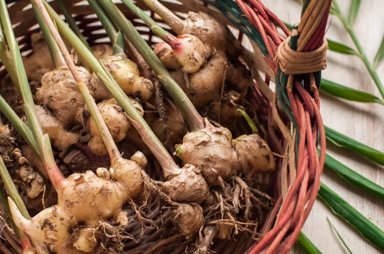 How to Plant and Grow Ginger