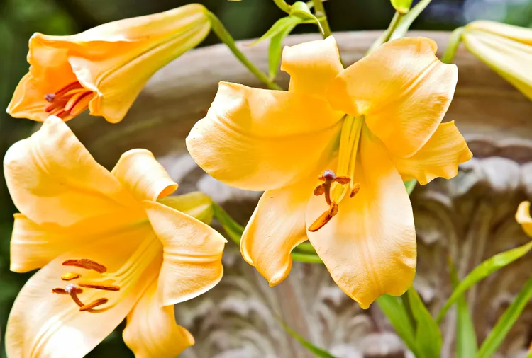 7 Best Types of Lilies to Grow in Your Garden 