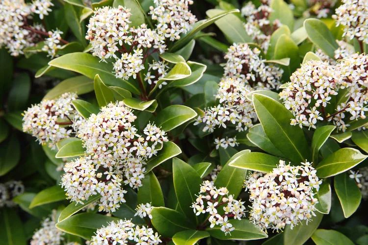 How to Plant and Grow Japanese Skimmia