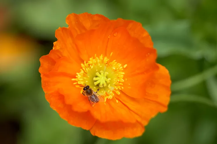 17 Orange Flower Garden Ideas to Brighten Up Your Space