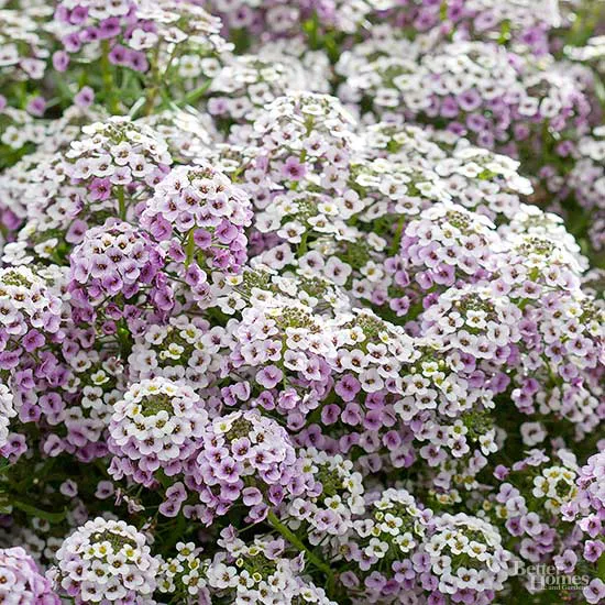 These Winter Flowers Keep Your Garden Colorful Even When It's Cold