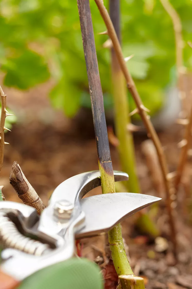 How to Prune Roses for Healthier Plants and More Flowers