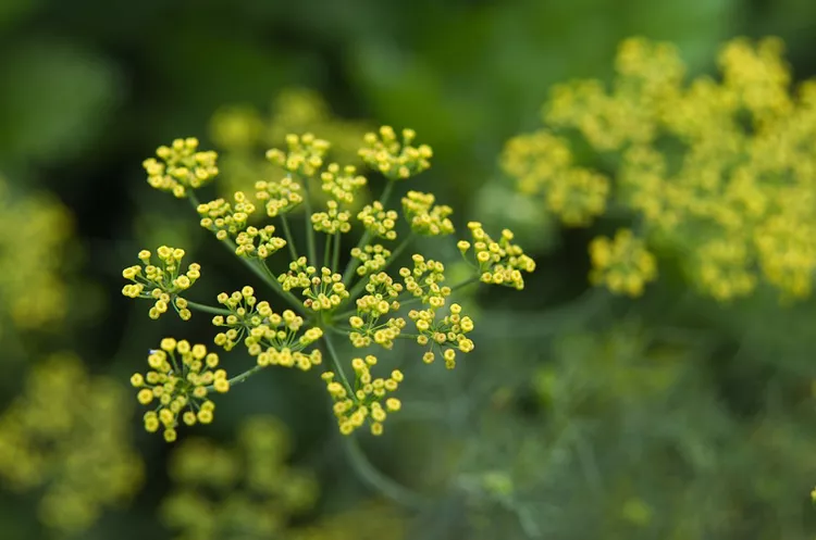 10 Best Companion Plants for Dill