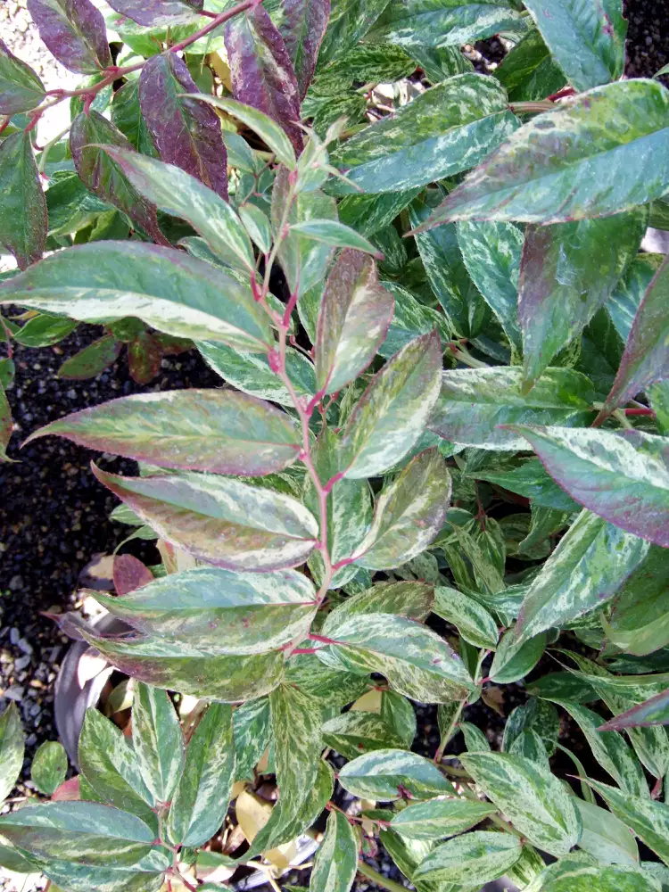 How to Plant and Grow Leucothoe