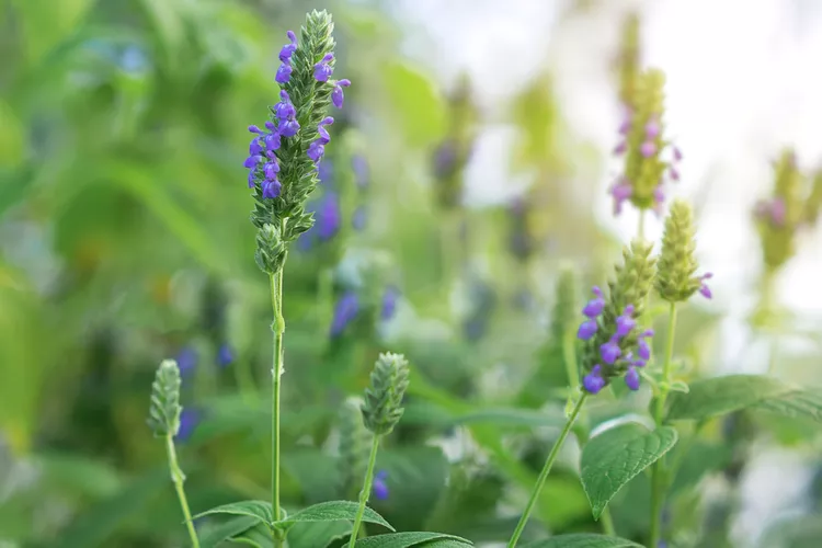 How to Grow a Chia Plant