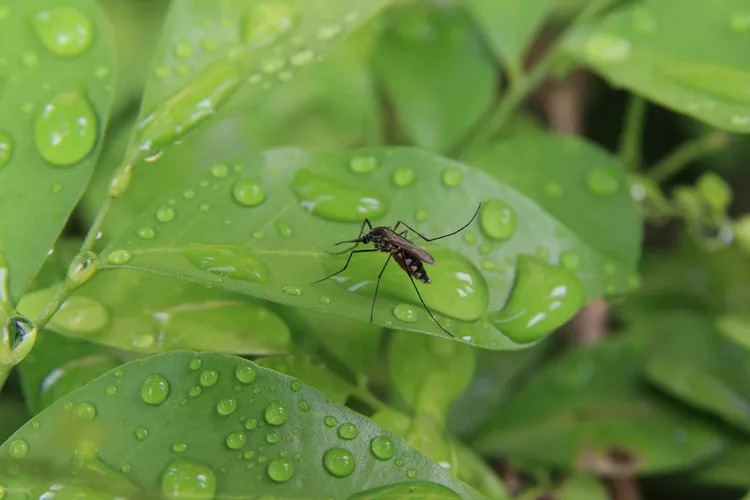 How to Make a DIY Mosquito Trap So You Can Enjoy Your Yard Bite-Free