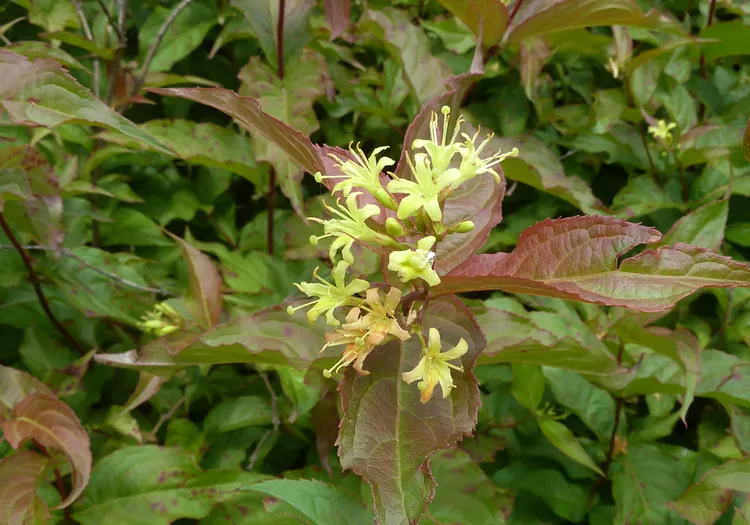 How to Plant and Grow Bush Honeysuckle