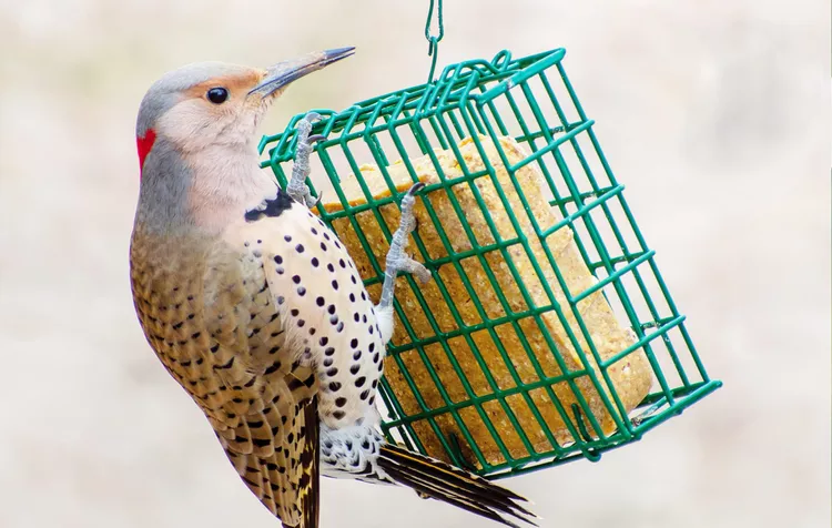 Suet for Birds is a Superfood to Keep Them Going Through Winter