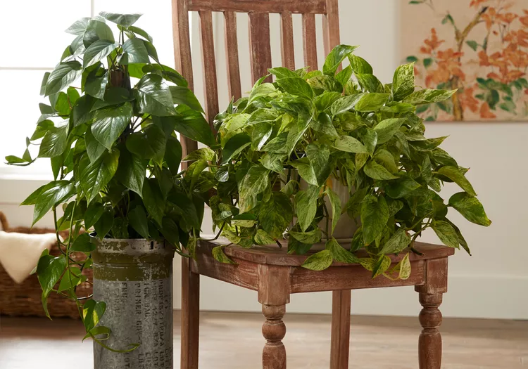 How to Propagate Pothos Successfully in Soil or Water