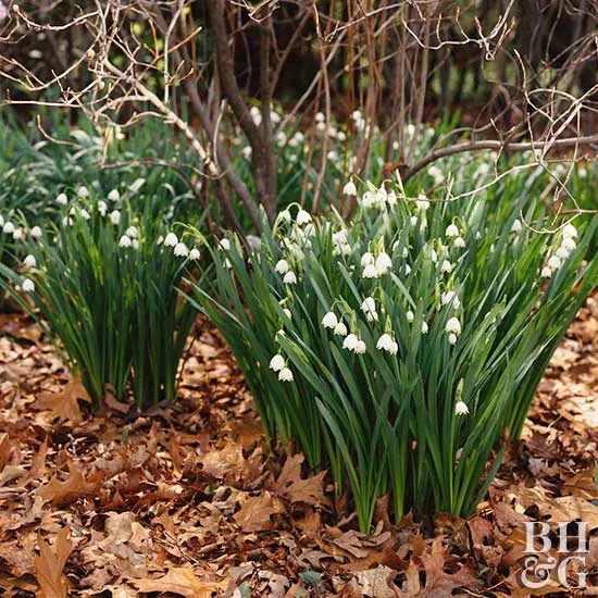 How to Plant and Grow Summer Snowflake