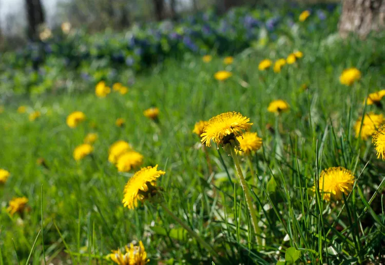 Are Dandelions That Bad for Your Lawn?