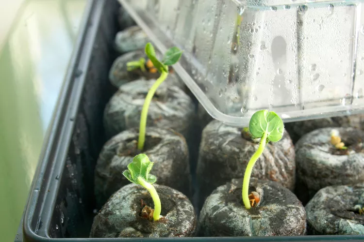 3 Common Mistakes to Avoid When Growing Flowers from Seeds That I Learned the Hard Way