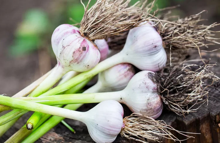 How to Cure Garlic from Your Garden So It Stays Fresh for Months