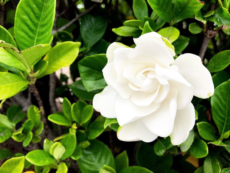 What's Causing Your Gardenia's Yellow Leaves? We Have Answers