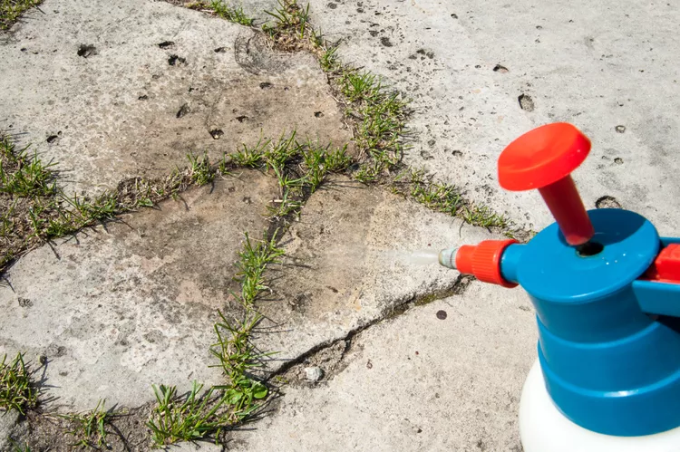 Does Bleach Kill Weeds? Yes, But Here's Why You Should Never Try It 