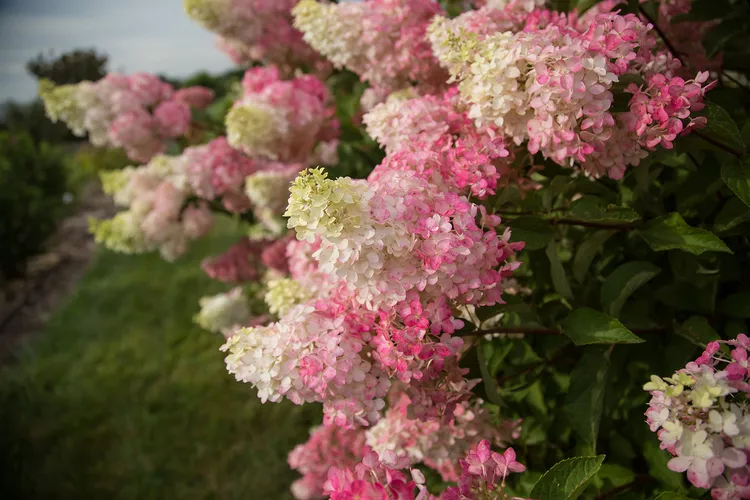 How to Plant and Grow ‘Berry White’ Hydrangea