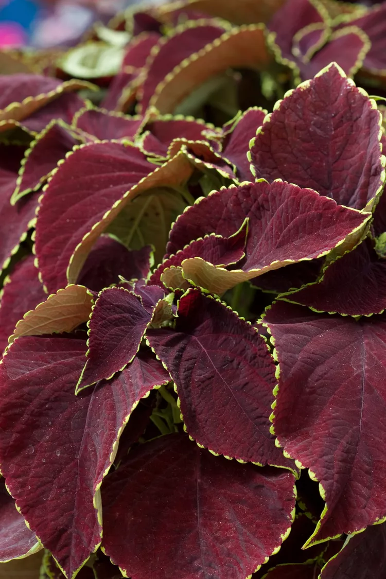 These 19 Chocolate Plants Look or Smell Like Your Favorite Flavor