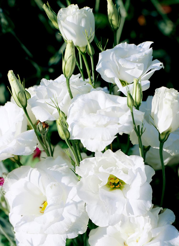 How to Plant and Grow Lisianthus