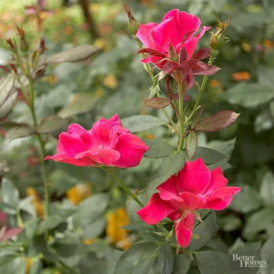 If Your Knockout Roses Are Not Blooming, Here's Help