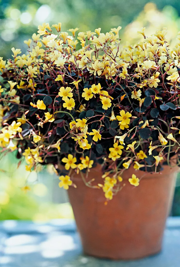 How to Plant and Grow Oxalis