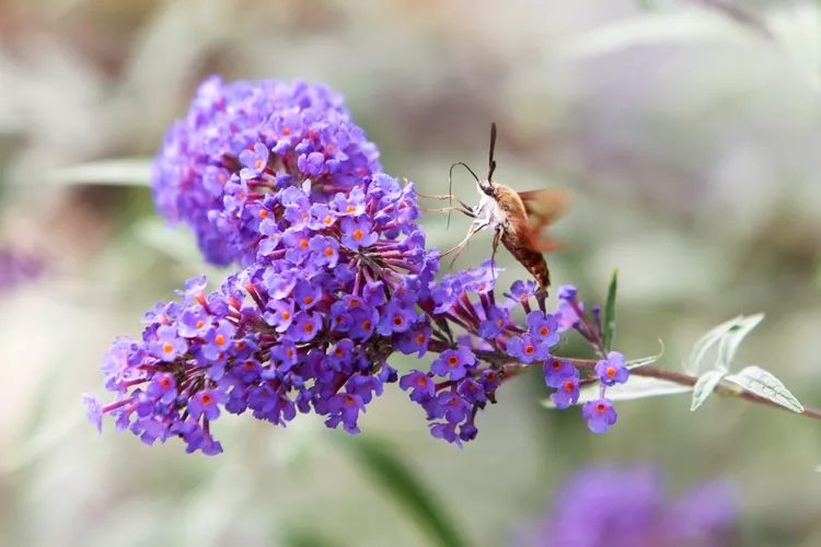 How to Attract Hummingbird Moths to Your Yard for a Fabulous Show