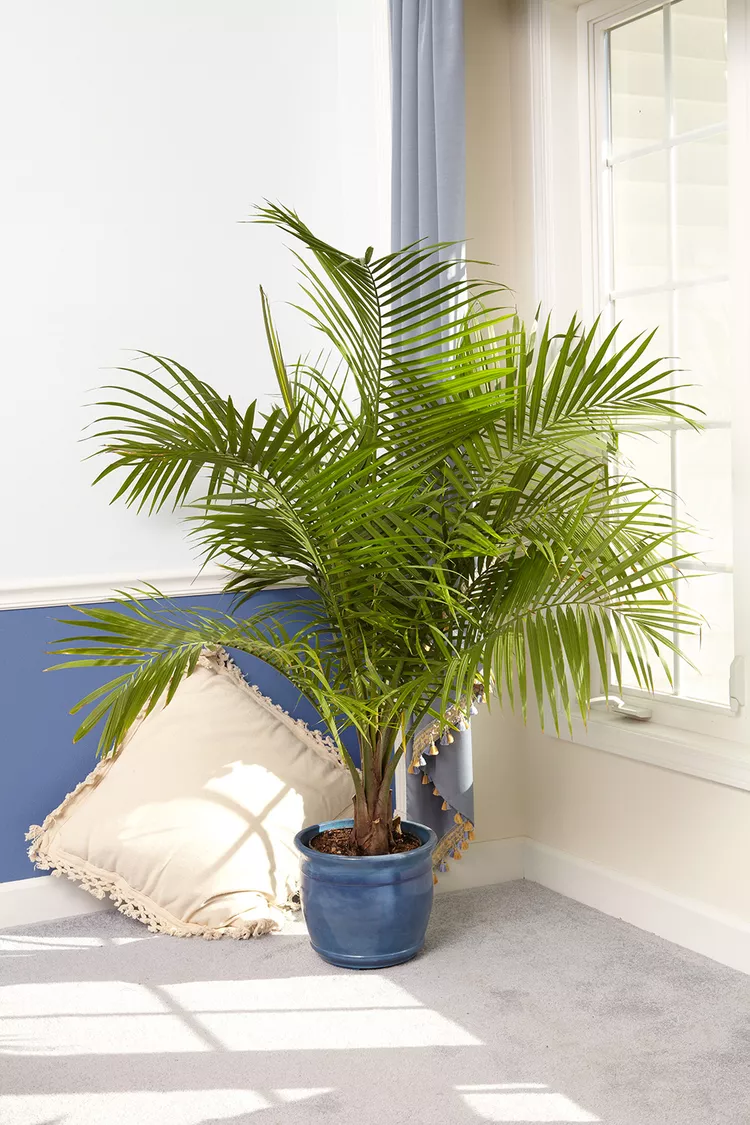 7 Must-Know Indoor Palm Plant Care Tips 