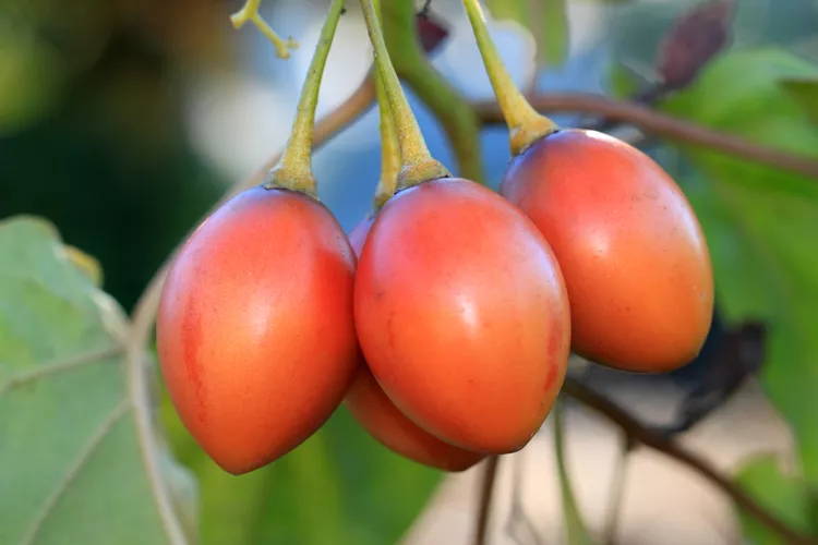 How to Plant and Grow a Tree Tomato (Tamarillo)